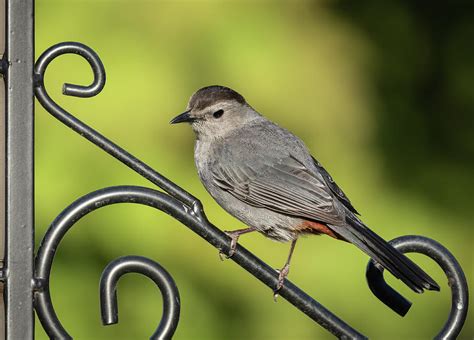 Grey Catbird 2019 1 Photograph By Thomas Young Fine Art America