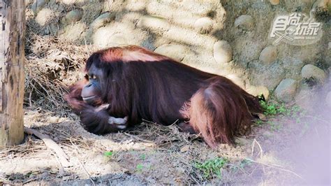 新竹動物園必看明星之一，紅毛猩猩阿嬤「貝比」當天使去了食尚玩家