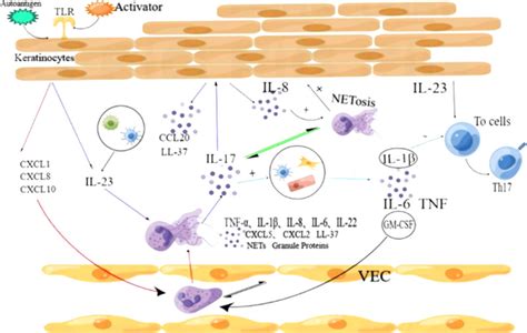 1 Tolllike Receptor 3 TLR3 On The Membrane Of Keratinocytes KCs