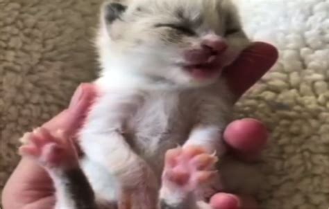 Baby Vanilla Kitten And His Stretched Toes Cats Vs Cancer