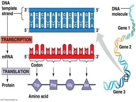 Genetic Mutation Types