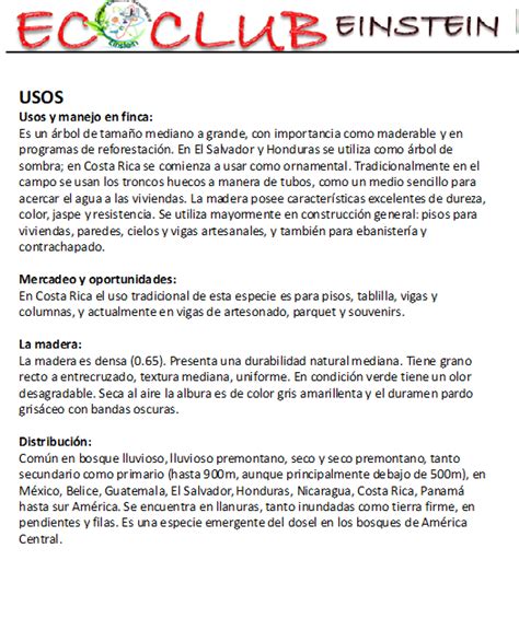 Arboles De La Vertiente Del Pac Fico Volador Terminalia Oblonga