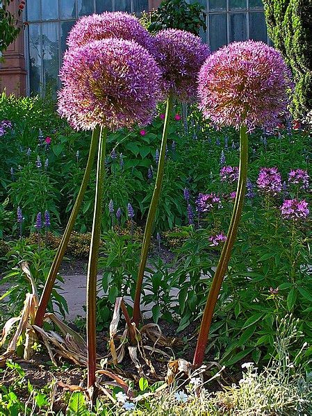 CZOSNEK OLBRZYMI ALLIUM GIGANTEUM OgrodniczyRaj Pl