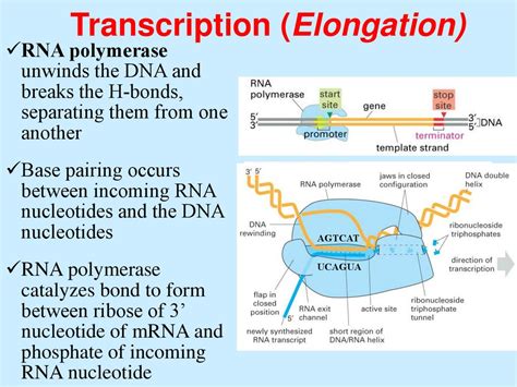 Dna Rna Protein презентация онлайн