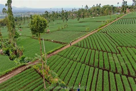 IPDMIP Bantu Tingkatkan Produktivitas Pertanian Di Garut Republika Online