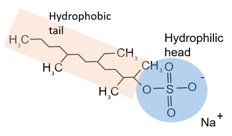 General Molecular Structure Of Surfactants Figure Adapted From