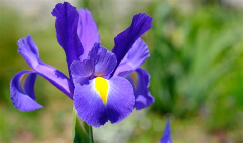 Types Of Iris Flowers With Pictures American Gardener