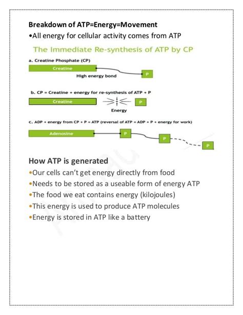 Atp pc energy system