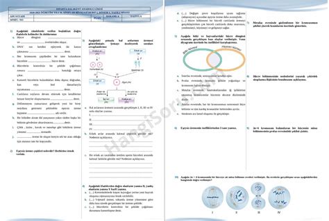 S N F Biyoloji D Nem Yaz L Sorular Ve Cevaplar Hangisoru