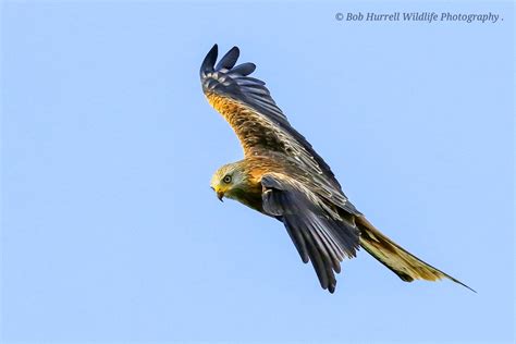 Red Kite Dumfries And Galloway Scotland Bob Hurrell Wildlife