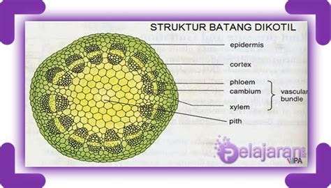 Detail Gambar Anatomi Batang Tumbuhan Koleksi Nomer 2