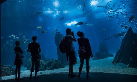 Ocean Rio De Lisboa Bate Novo Recorde De Visitantes