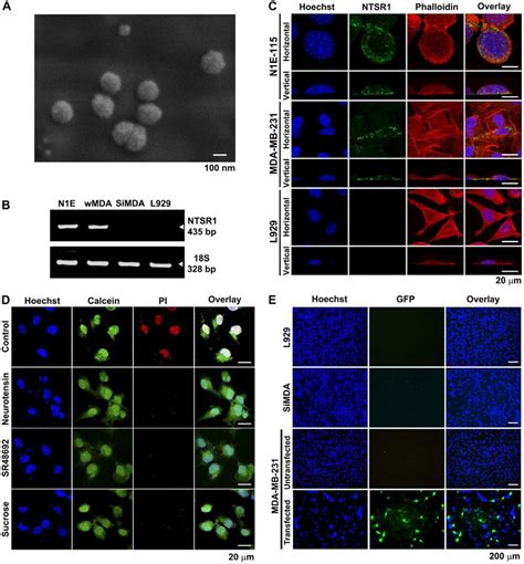 Gene Delivery Into Breast Cancer Mda Mb 231 Cells Via The Download