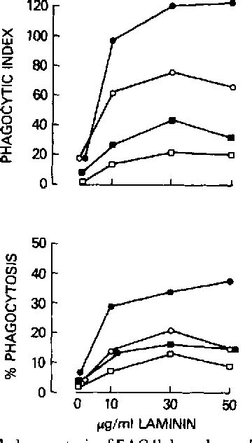 Figure 2 From Connective Tissue Proteins And Phagocytic Cell Function