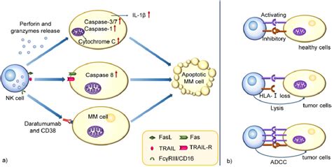 Schematic Mechanism Representation Of Cytolytic Functions In NK Cells