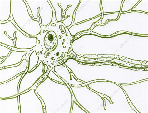 Motor Neuron Structure Illustration Stock Image F042 5660