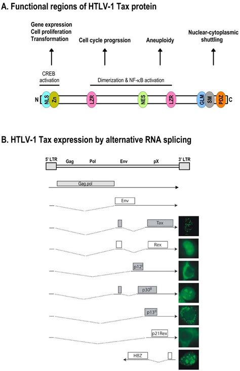 Schematic Structure Of The HTLV 1 Tax Protein And Production Of Tax