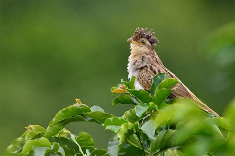 Pássaro saci características habitat reprodução alimentação e canto