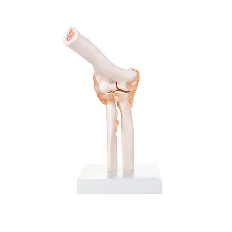 Life Size Elbow Joint Model Hitech Therapy Online