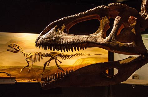 Paleontología Patagonia Argentina