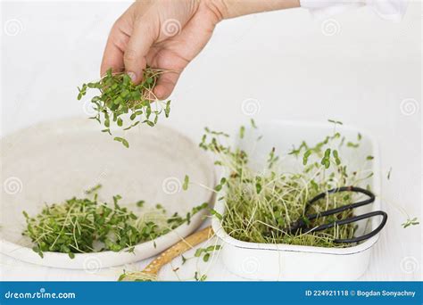 Growing Microgreens At Home Hand Holding Flax Sprouts At Plate Spoon