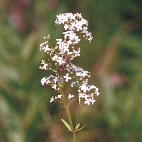 Prairie Future Seed Company Northern Bedstraw Plant