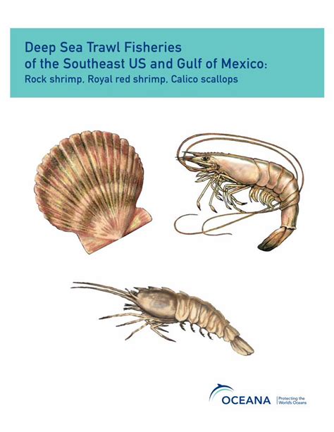 Pdf Deep Sea Trawl Fisheries Of The Southeast Us And Gulf Of Mexico