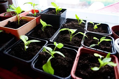 Transplanting Seedlings Jung Seed Gardening Blog