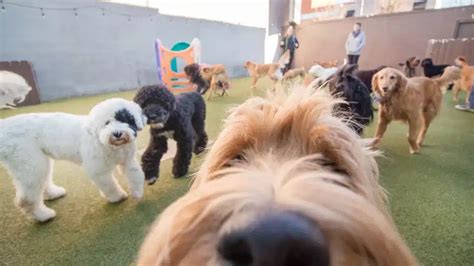 7 Benefits Of Dog Daycare More Than Just A Play Date