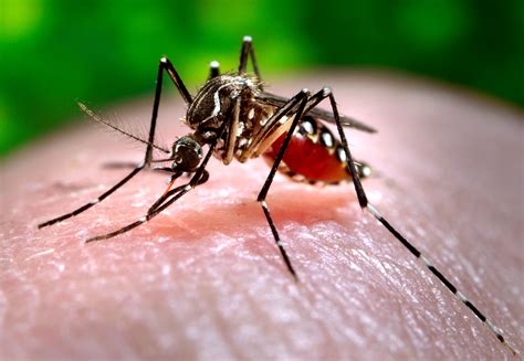 LSU experts aim to reduce effects of zika and mosquito-borne diseases