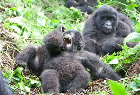 Process Of Gorilla Habituation In Kahuzi Biega National Park Safari