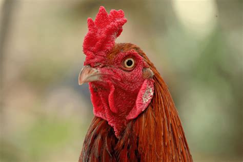 10 Chicken Breeds With The Most Aggressive Roosters