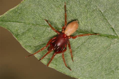 Ca Red House Spider