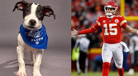 Who Won Puppy Bowl Mvp