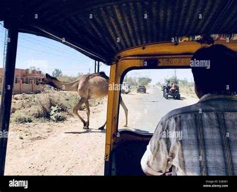 Camel crossing the road to the airport in Jaisalmer, India Stock Photo ...