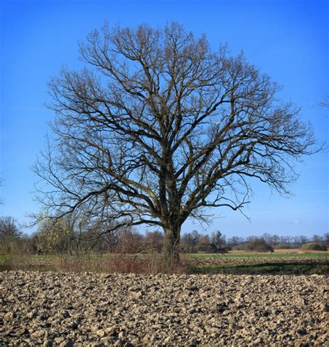 Fotos gratis paisaje árbol naturaleza césped rama cielo campo