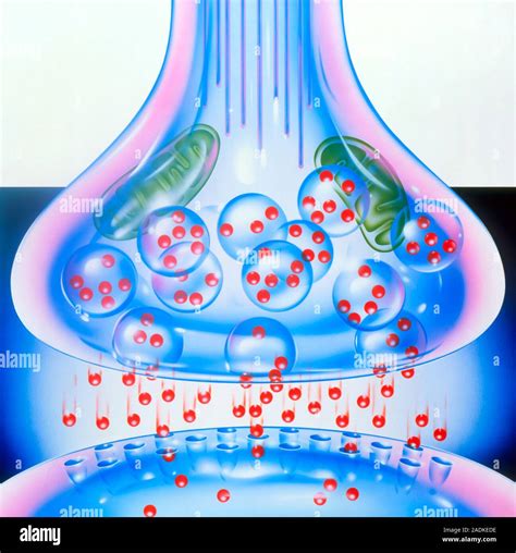 Nerve Synapse Artwork Of A Nerve Impulse Being Passed Across The