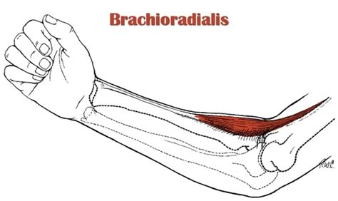 Brachioradialis Muscle Origin And Insertion