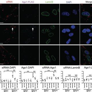 Sirna Targeting The Promoter Region Of Sivmac Inhibits Viral