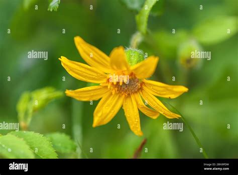 Close Up At A Broadleaf Arnica Arnica Latifolia Banff National Park