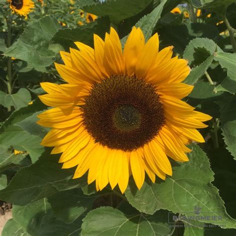 Sonnenblumen Sunrich Orange Helianthus Annuus Saatfix Blumenzwiebel