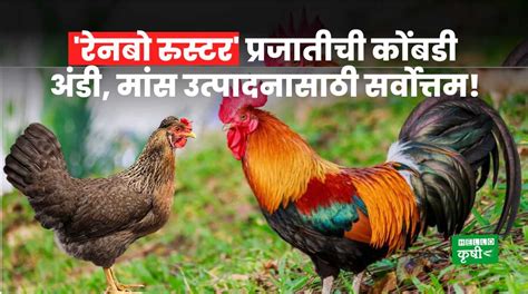 Poultry Farming रेनबो रुस्टर प्रजातीची कोंबडी अंडी मांस