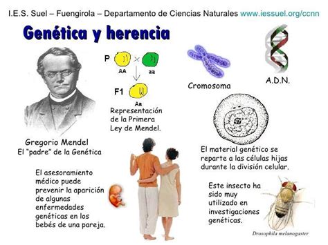 Mapa Conceptual De La Genetica Mendeliana Brainlylat Images And