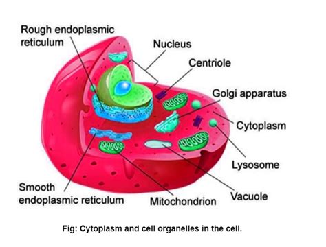 Cytoplasm And Cell Membrane Definition Characteristics And Explanation