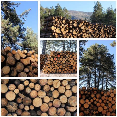 cutted wood stock photo image  kozani trunk fireplace