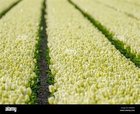 Tulip Fields In The Netherlands Stock Photo Alamy