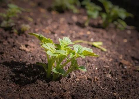 potato   root  stem      garden bagan
