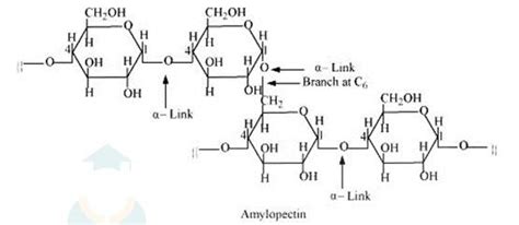 Difference Between Starch And Cellulose Overview Questions Easy