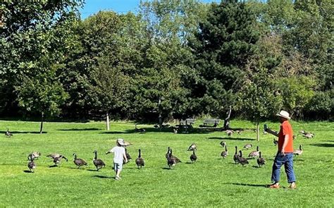 Cest Un Oiseau Nuisible Dans Les Hauts De Seine Linvasion Des