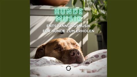 Entspannungsmusik F R Hunde Zum Erholen Youtube